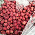 Huaniu apple fruit fresh apple fruit